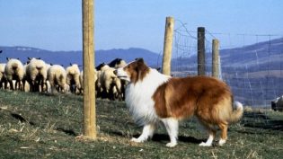 新灵犬莱西 photo